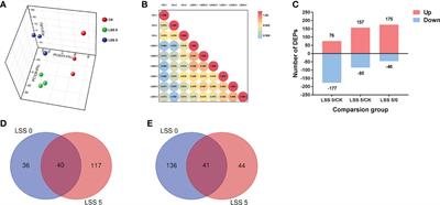 The mechanism of maintaining intracellular homeostasis in the red alga Pyropia haitanensis under hyposaline stress